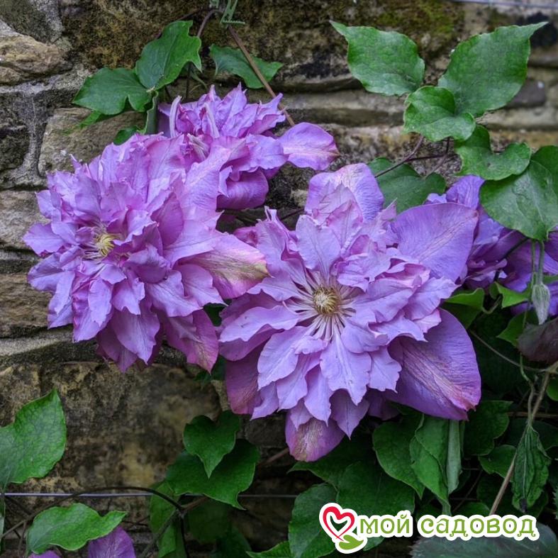 Клематис ВИВИАН ПЕННЕЛ