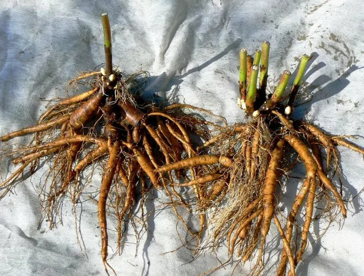 Лилейник Сан Голден