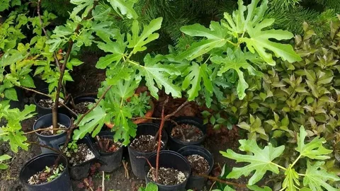 Инжир Медовый